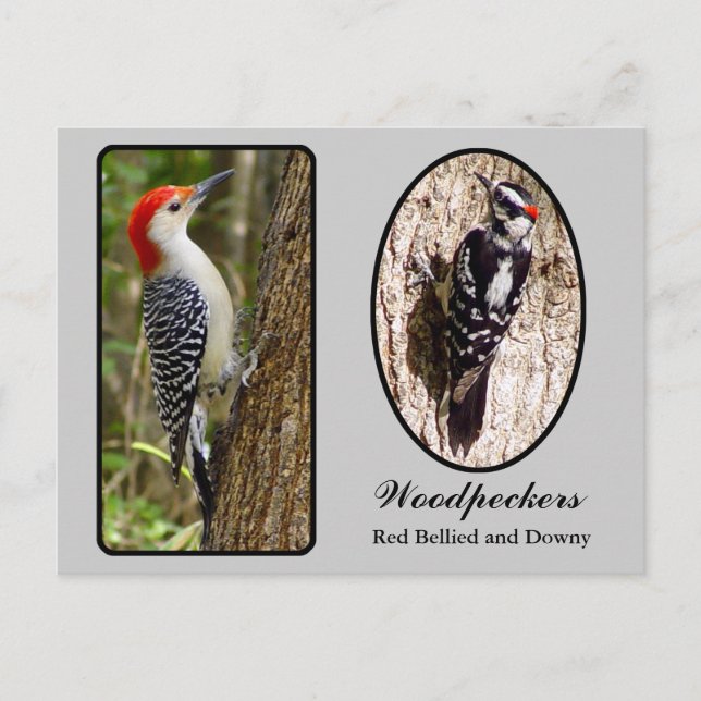 Red Belllied och Downy Woodpecker Postcard Vykort (Framsida)