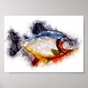 Red Belllied Piranha vattenfärgsmontekonst Poster