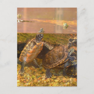 Red Belllied Turtle (Alabama) Vykort