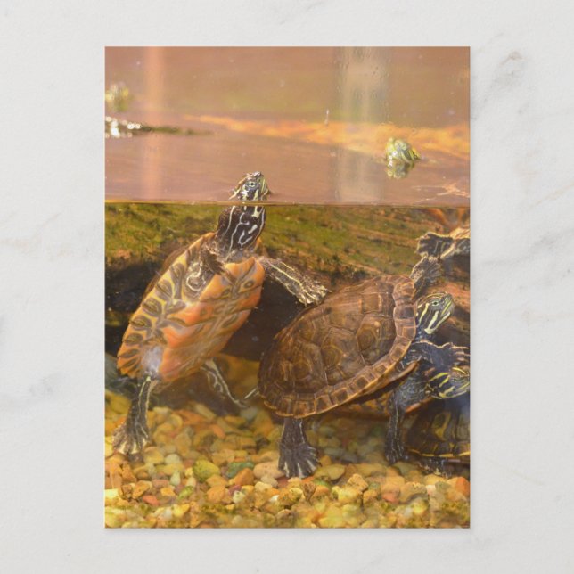 Red Belllied Turtle (Alabama) Vykort (Framsida)