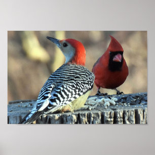 Red-Belllied Woodpeck och Red Cardinal Poster