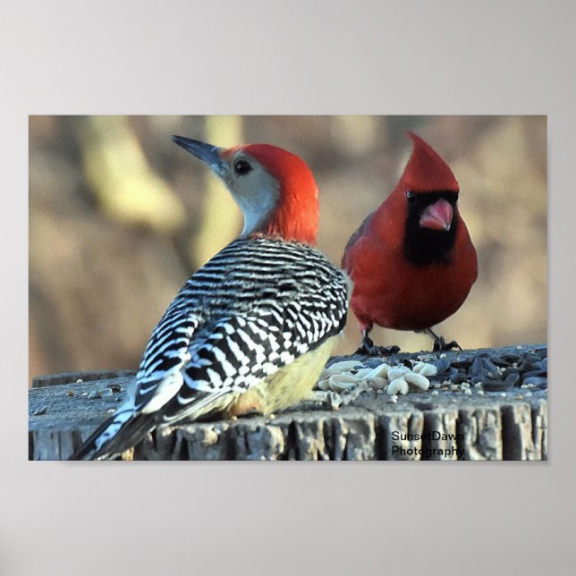 Red-Belllied Woodpeck och Red Cardinal Poster (Framsidan)