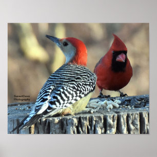 Red-Belllied Woodpeck och Red Cardinal Poster