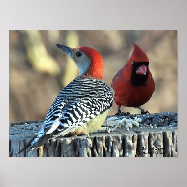 Red-Belllied Woodpeck och Red Cardinal Poster (Framsidan)