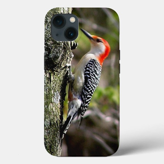 Red Belllied Woodpecker (Baksida)