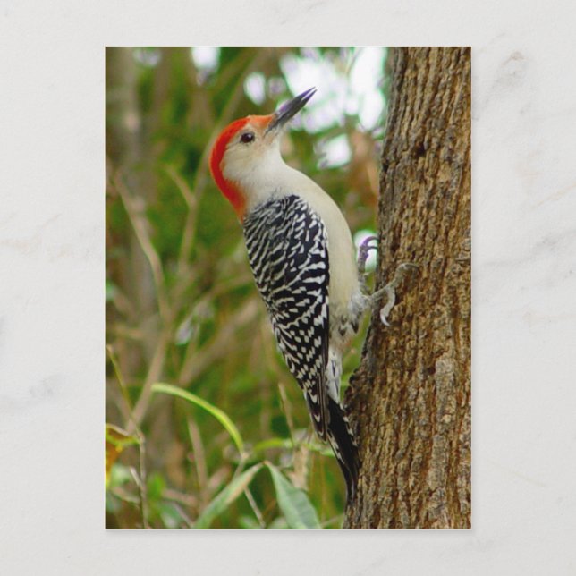 Red Belllied Woodpecker Bird Postcard Vykort (Framsida)
