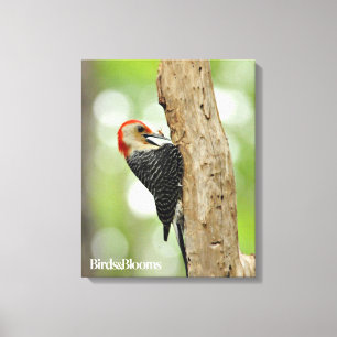 Red-Belllied Woodpecker Canvastryck