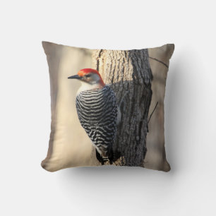 Red Belllied Woodpecker Kudde