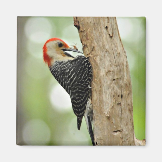 Red-Belllied Woodpecker Magnet (Framsidan)