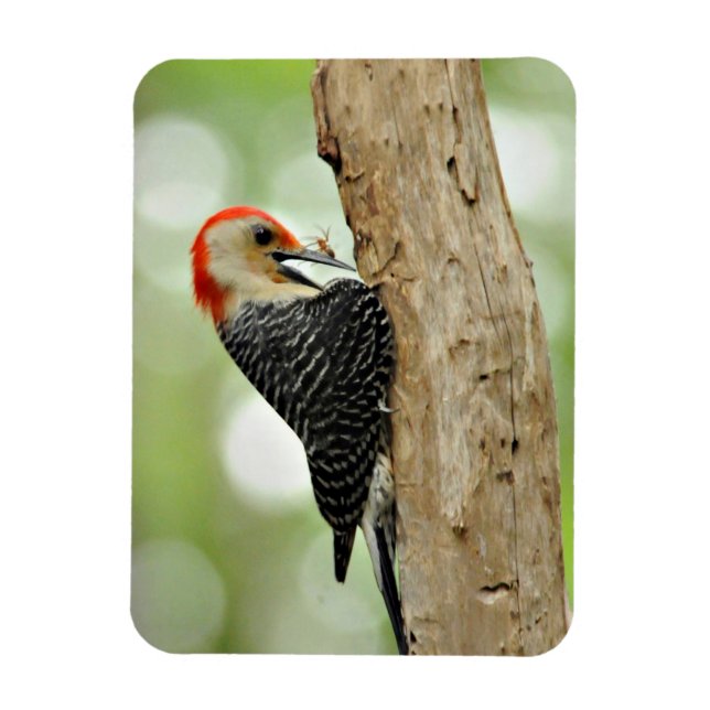 Red-Belllied Woodpecker Magnet (Vertikal)
