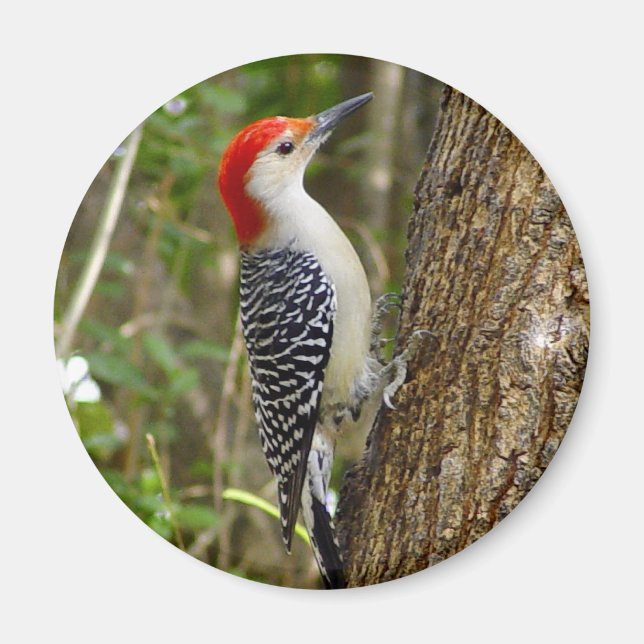 Red Belllied Woodpecker Magnet (Framsidan)