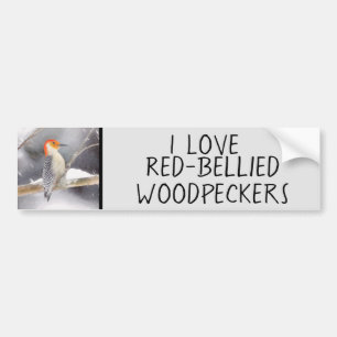 Red-Belllied Woodpecker Painting Original Bird Art Bildekal