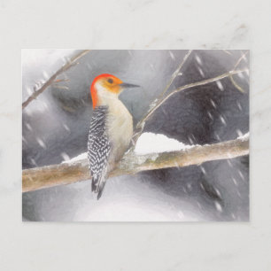 Red-Belllied Woodpecker Painting Original Bird Art Vykort