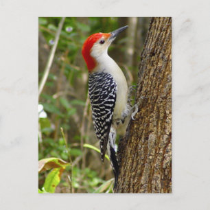 Red Belllied Woodpecker Postcard Vykort