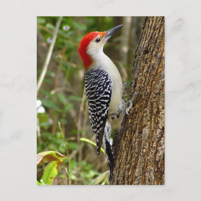 Red Belllied Woodpecker Postcard Vykort (Framsida)