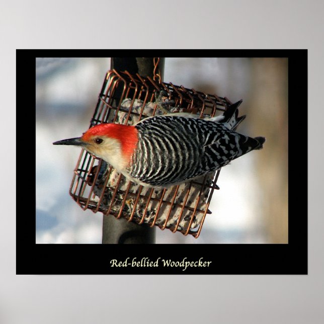 Red-Belllied Woodpecker Poster (Framsidan)