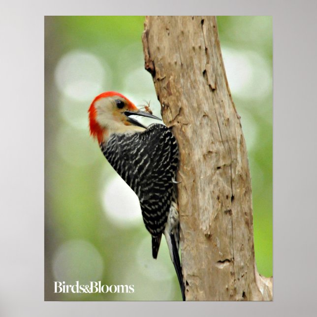 Red-Belllied Woodpecker Poster (Framsidan)