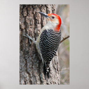 Red-Belllied Woodpecker Poster