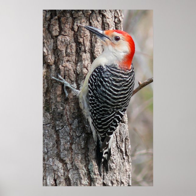 Red-Belllied Woodpecker Poster (Framsidan)
