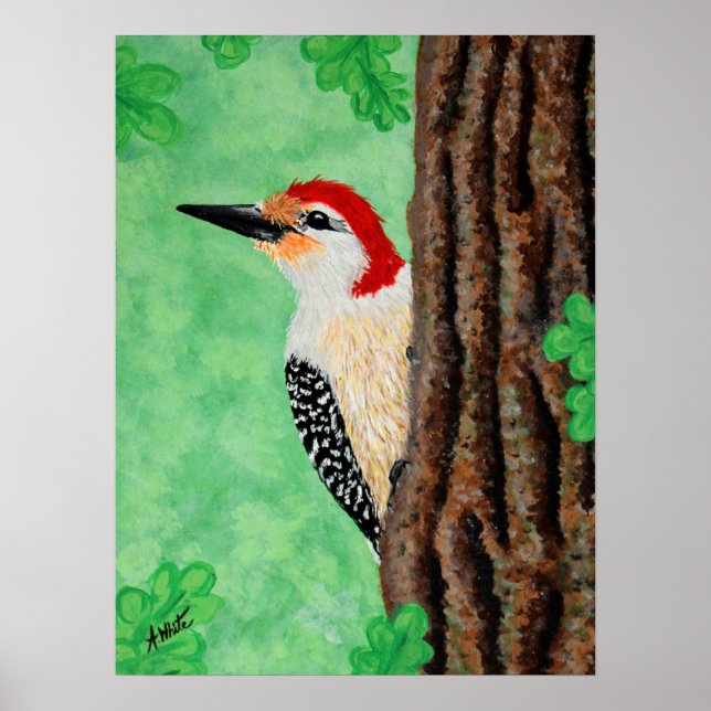 Red Belllied Woodpecker Poster (Framsidan)