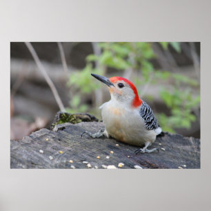 Red Belllied Woodpecker-värdet Poster Pappert (pro