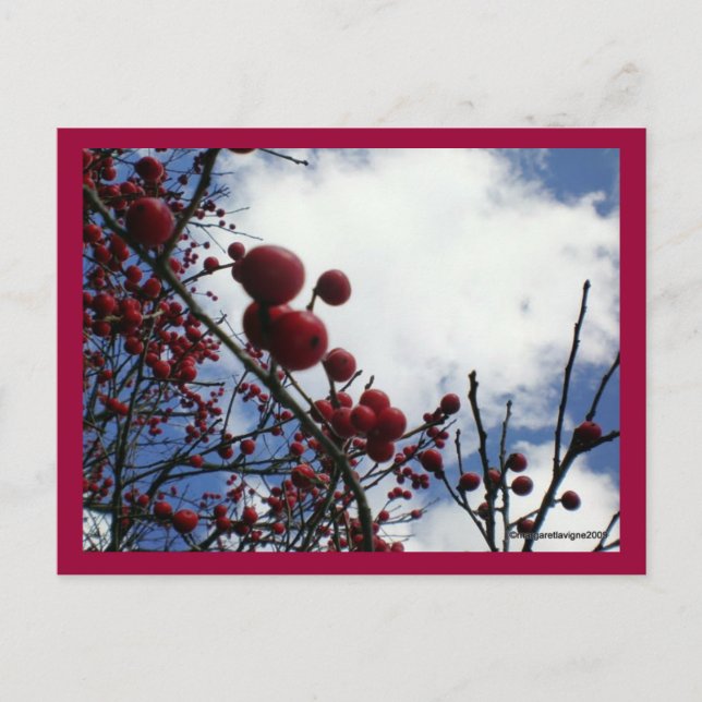 Red Berries, Blå himmel Vykort (Framsida)