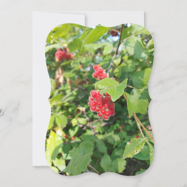 Red Berries Blank Card (Framsida)