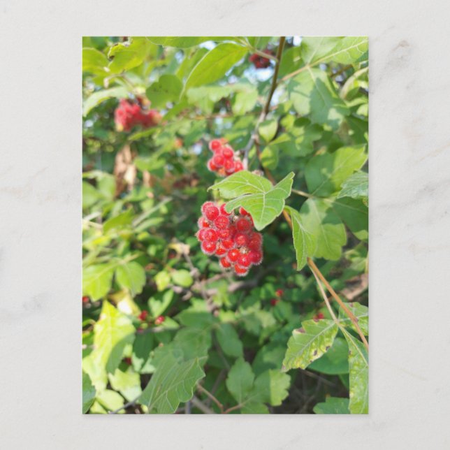 Red Berries Blank Card Vykort (Framsida)
