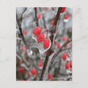 Red Berries cased i isar Vykort