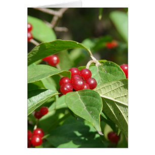 Red Berries God jul Hälsningskort
