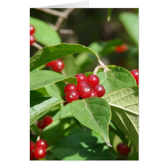 Red Berries God jul Hälsningskort (Framsidan)