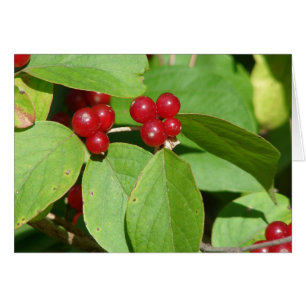 Red Berries Hälsningskort