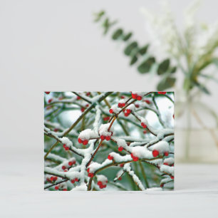 Red Berries i Snö (2025) Vykort