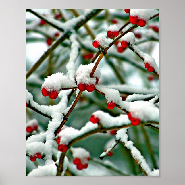 Red Berries i Snö Poster (Framsidan)