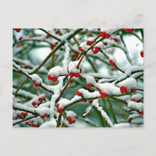 Red Berries i Snö Vykort