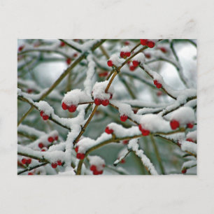 Red Berries i Winter Snö Vykort