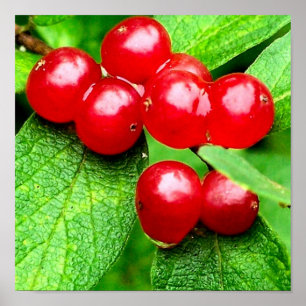 Red Berries med regndroppar nära Poster