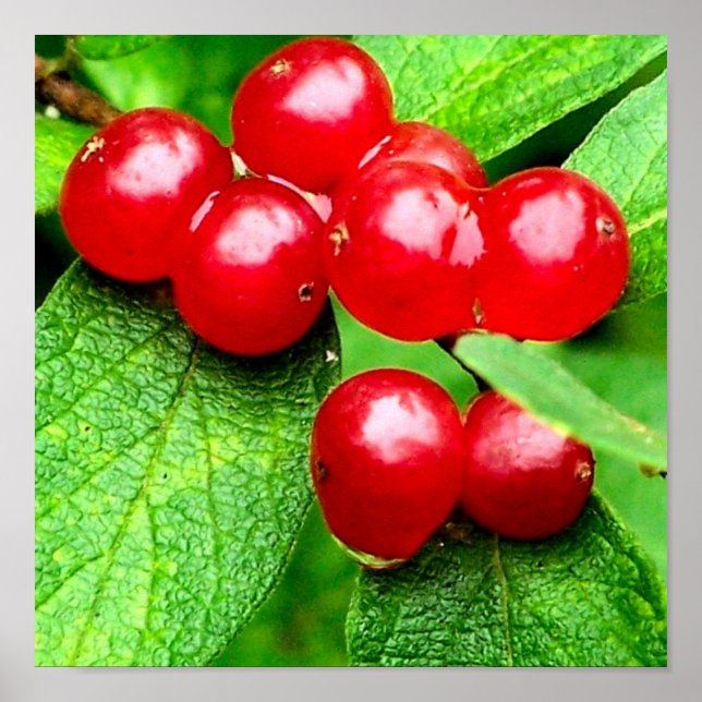 Red Berries med regndroppar nära Poster (Framsidan)