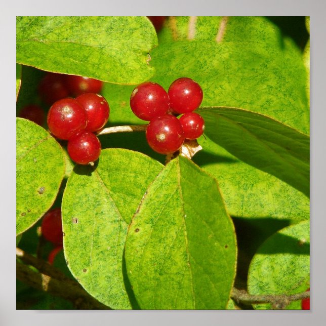 Red Berries Poster (Framsidan)