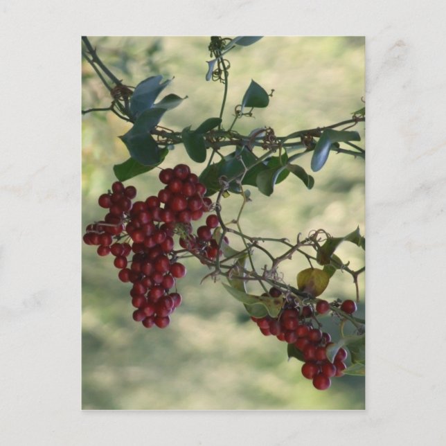 Red Berries vykort (Framsida)