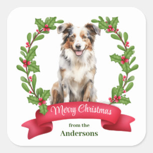 Red Berry Holly Banner Australian shepherd Helgdag Fyrkantigt Klistermärke