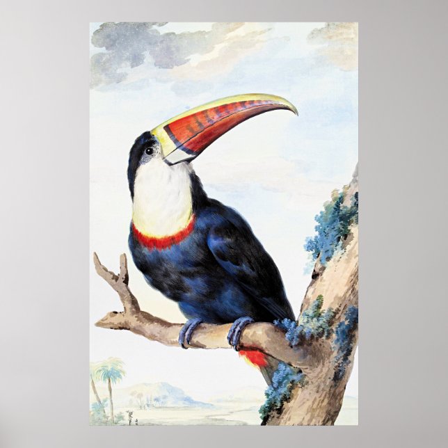 Red Billed Toucan,  Poster (Framsidan)