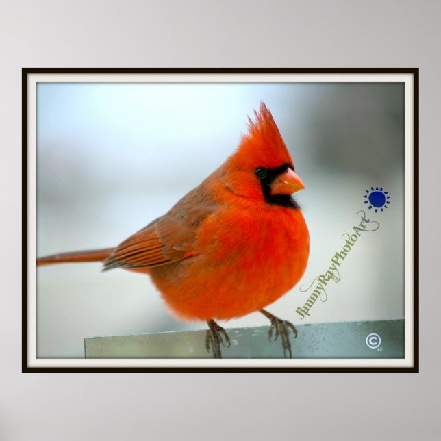Red Bird Cardinal Poster (Framsidan)