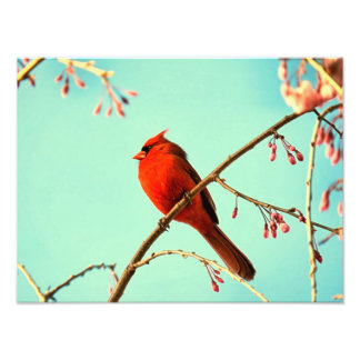 Red Bird & Cherry Blooms Fototryck