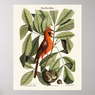 Red Bird - Seligmann Poster