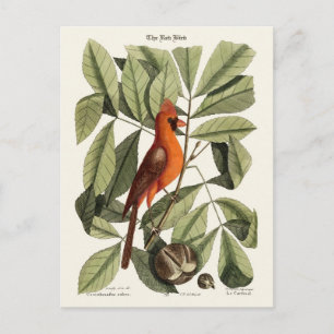 Red Bird Vykort