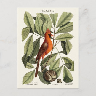 Red Bird Vykort