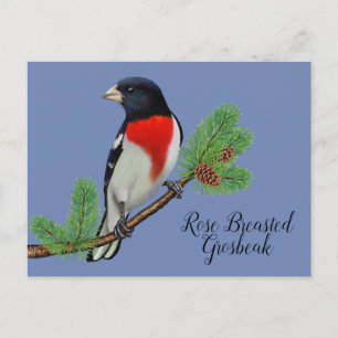 Red Black Bird Painting Ro Brast Grosbeak Vykort