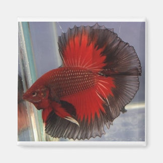 Red/Black Butterfly Halfmoon Magnet