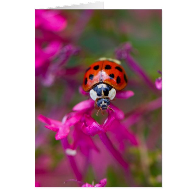 Red Black Ladybug Ladybird på Rosa Flowers Hälsningskort (Framsidan)